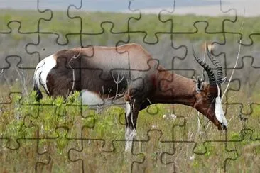 Damalisco pygargus jigsaw puzzle