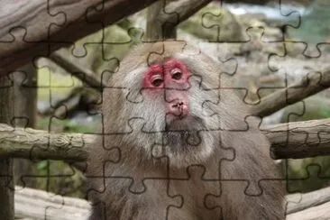 Macaco tibetano jigsaw puzzle