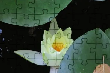 nymphaea jigsaw puzzle