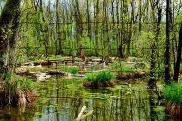 Nature jigsaw puzzle