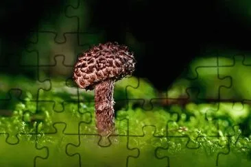 Nature jigsaw puzzle