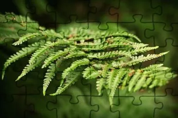 Nature jigsaw puzzle