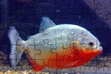 Piranha jigsaw puzzle