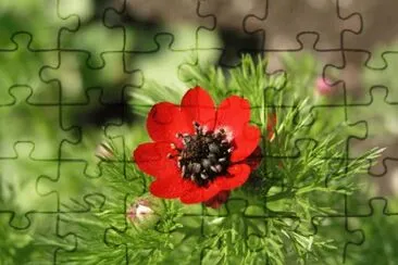 Adonis jigsaw puzzle