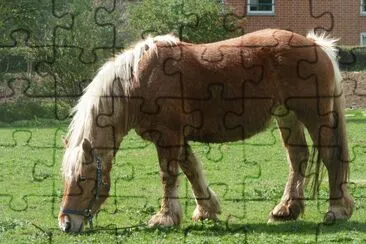 Comtois jigsaw puzzle