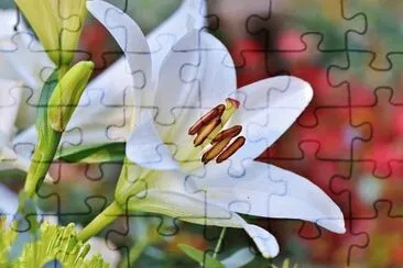 Nature jigsaw puzzle