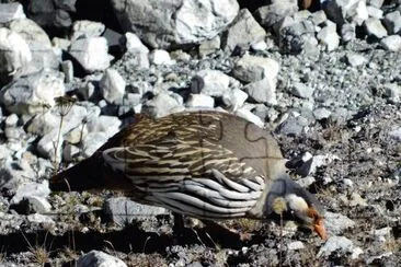 Tetraogallo del tibet