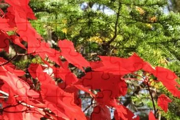 Brilliant red maples jigsaw puzzle