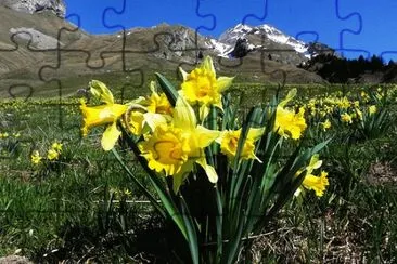 Jonquilles jigsaw puzzle