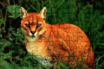 Dorato africano jigsaw puzzle