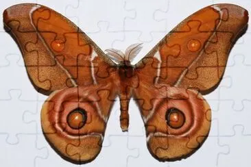 פאזל של Antherina suraka