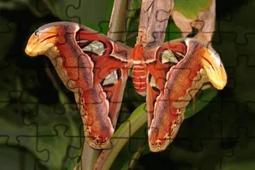 פאזל של Attacus atlas