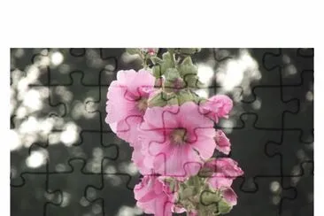 Rose tremiere jigsaw puzzle