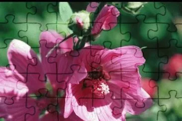 Rose tremiere jigsaw puzzle