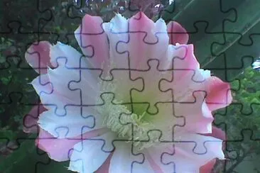 Cactus jigsaw puzzle