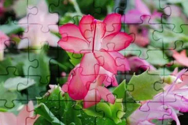 Cactus jigsaw puzzle