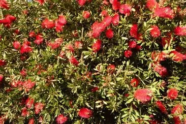 Red flowers