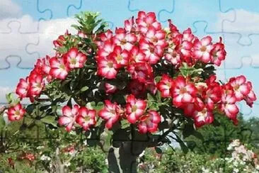 Adenium jigsaw puzzle