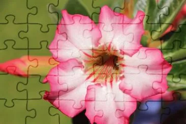 Adenium jigsaw puzzle