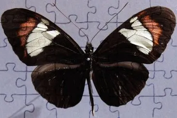 Heliconius heurippa