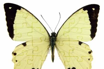 Papilio dardanus