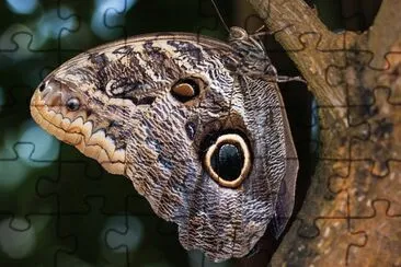 Caligo eurilochus