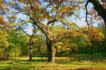 Nature jigsaw puzzle