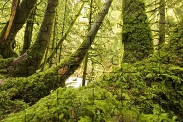 Nature jigsaw puzzle