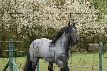 Blue roan gypsy vanner jigsaw puzzle