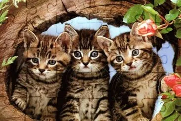 gatitos tiernos bellos jigsaw puzzle