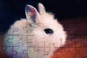 conejito jigsaw puzzle