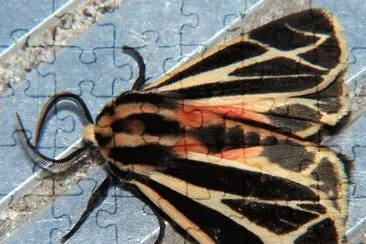 פאזל של Apantesis phalerata