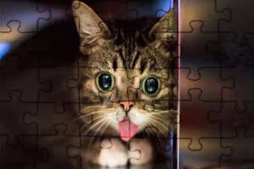 gatito jigsaw puzzle