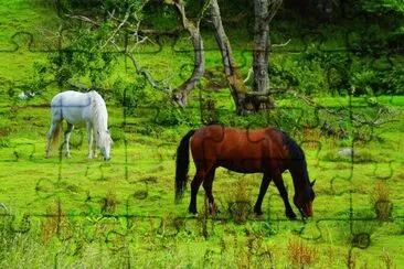 Nature jigsaw puzzle