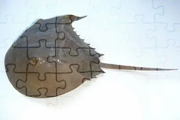 Limulo jigsaw puzzle