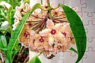 flores jigsaw puzzle