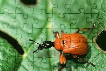 Balanino del nocciolo