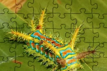 Calcarifera ordinata jigsaw puzzle