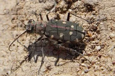 Calomera littoralis jigsaw puzzle