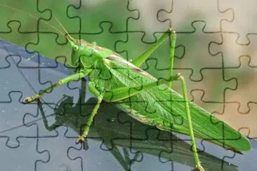 Cavalletta verde jigsaw puzzle