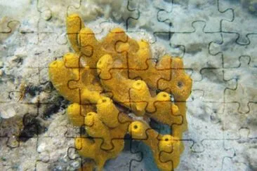 Porifera