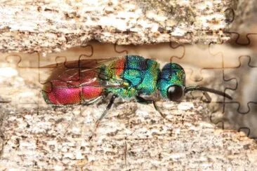 Chirysididae