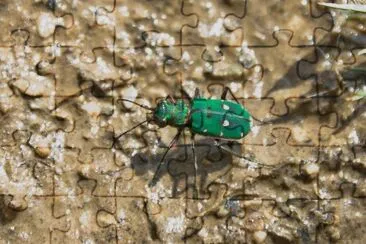 Cicindela campestre