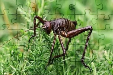 Gigante weta jigsaw puzzle