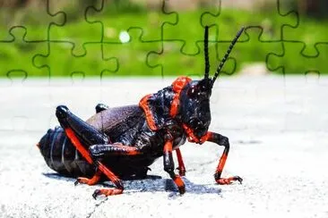 Grillo cricket jigsaw puzzle