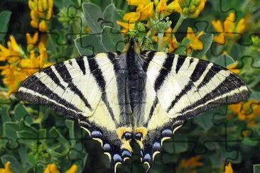 פאזל של Scarce swallowtail