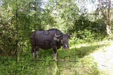 Carabao