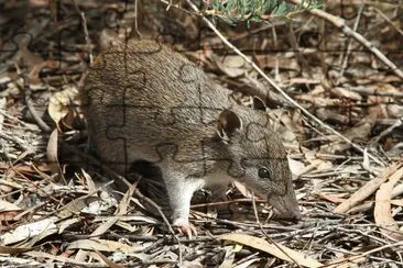 Bandicoot jigsaw puzzle