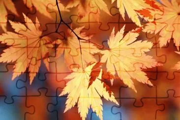 Feuilles jigsaw puzzle