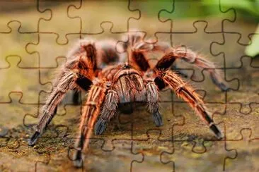 Ragno aracnide jigsaw puzzle